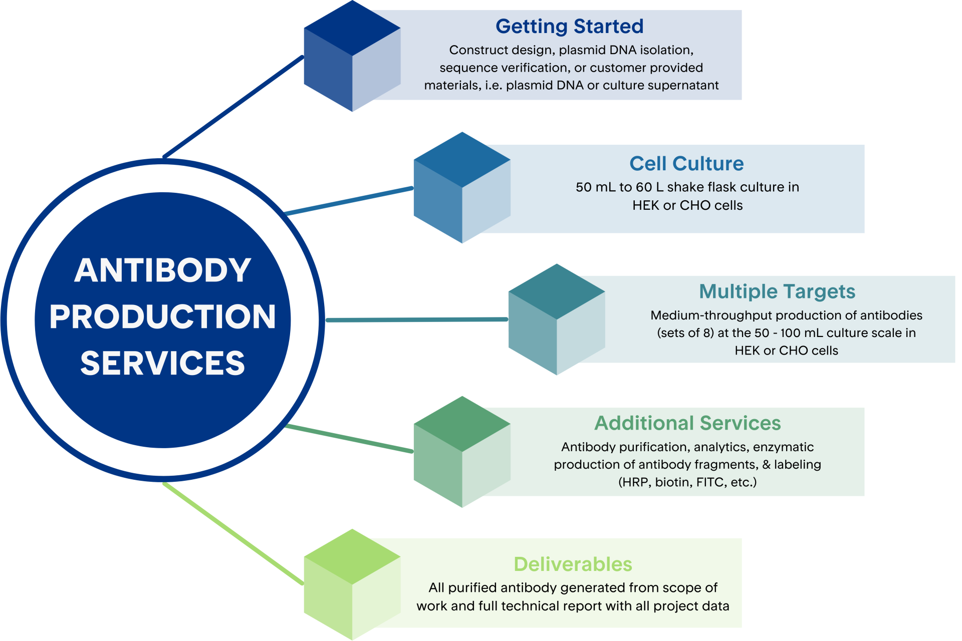 Colorful infographic depicting antibody production and antibody purification services from Proteos | US-based recombinant protein production CRO