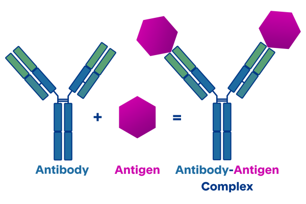 colorful illustration of anitbody-antigen complex | recombinant antigen production services