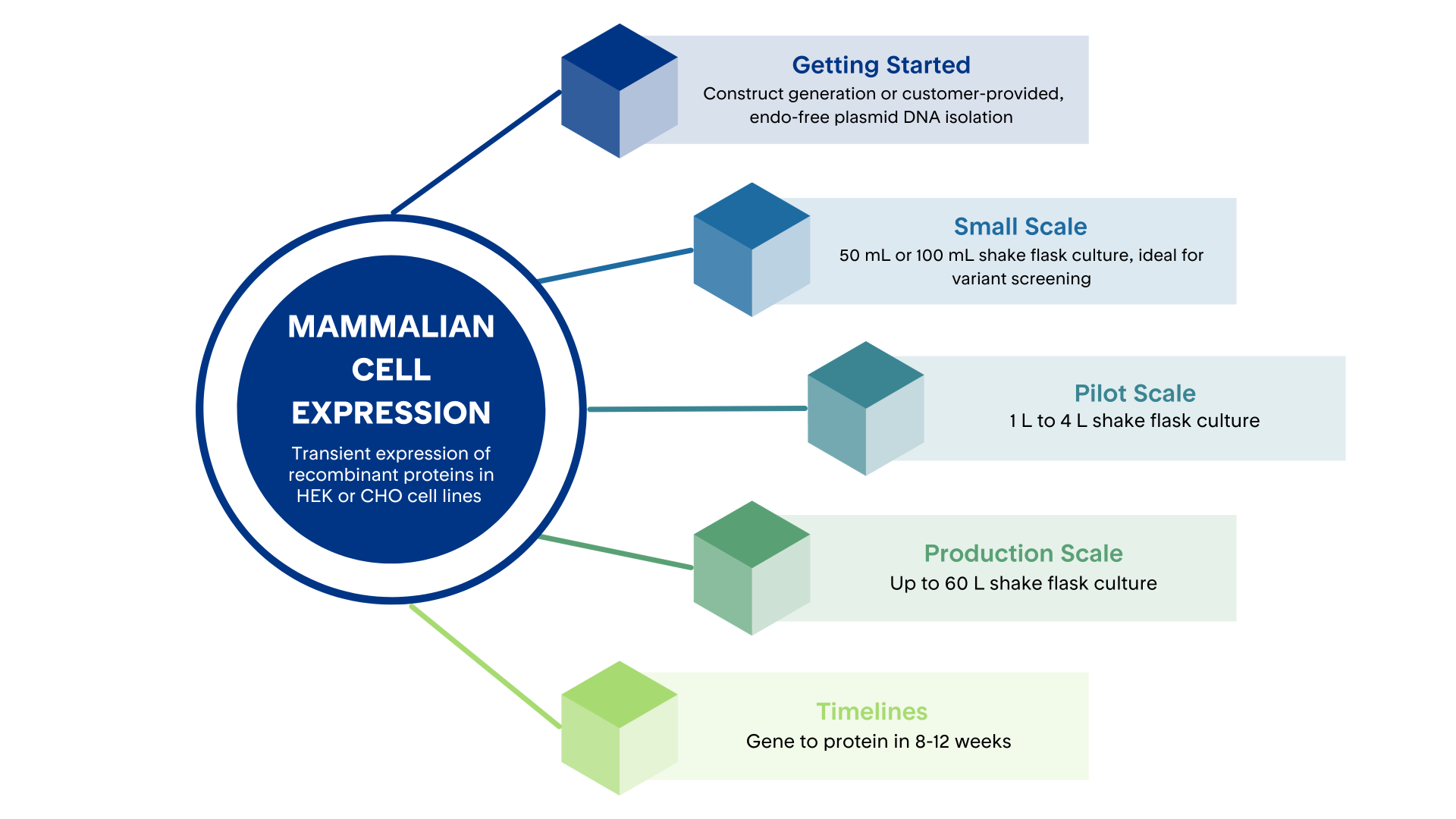 Colorful infographic depicting mammalian cell expression services from Proteos | US-based recombinant protein production CRO